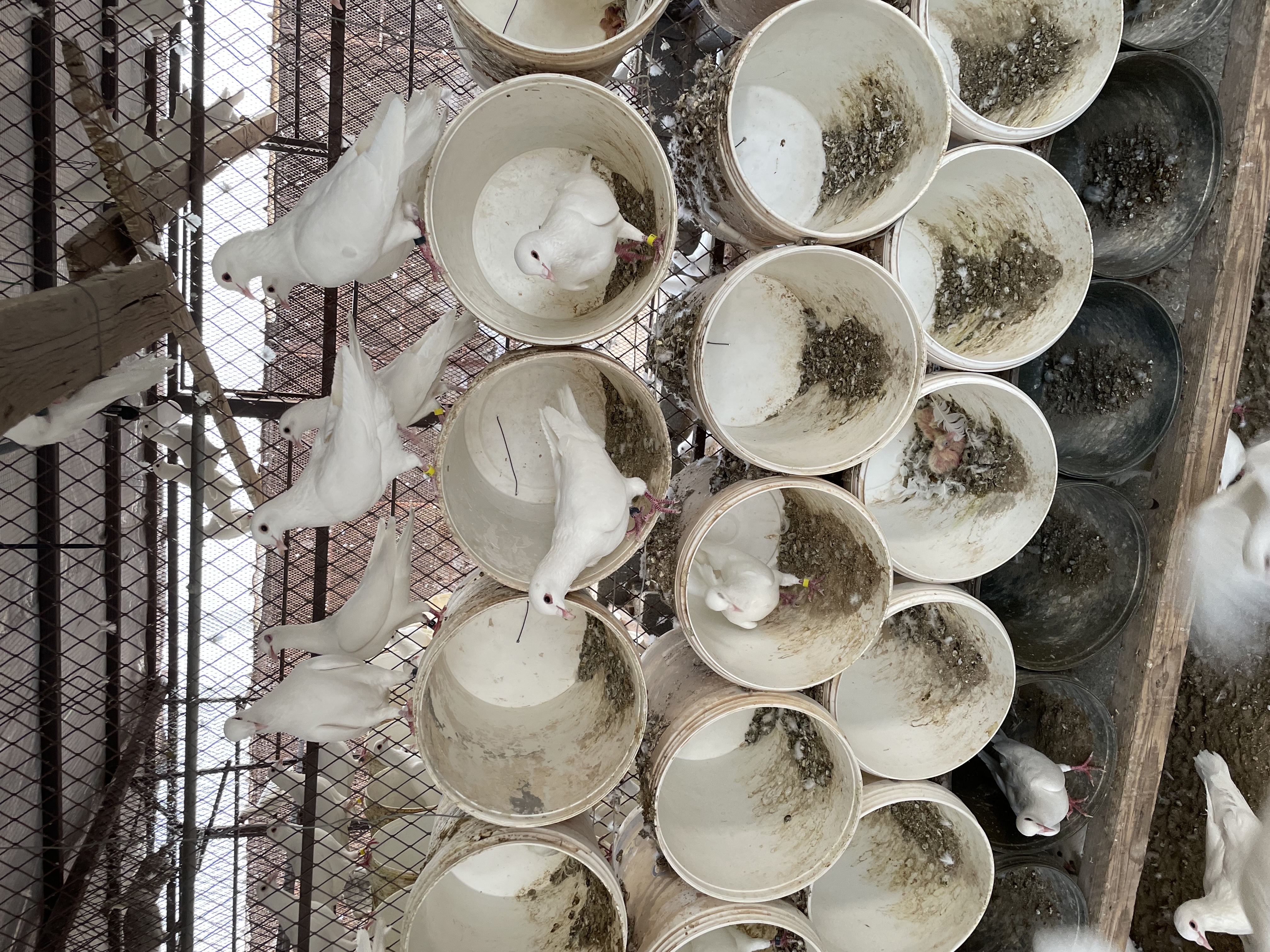 حمام فرنسي جامبو وسوبر - صورة 1