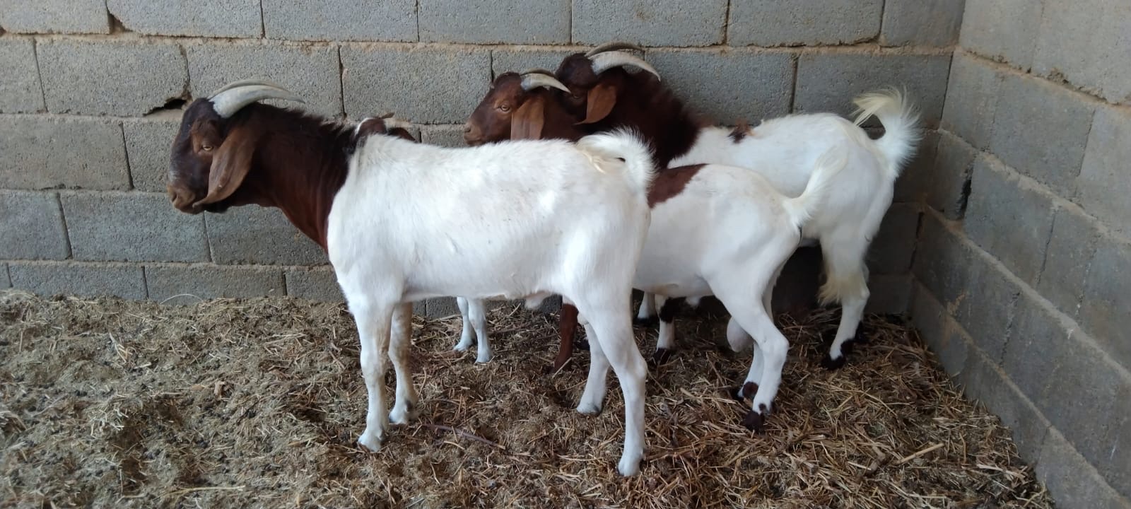 فحول بورقوت - صورة 4