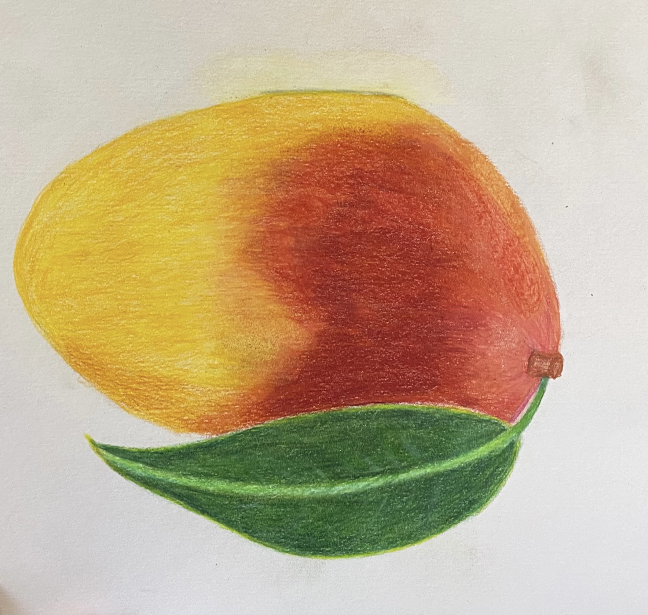 Coloured pencil workshop — artwork by Ana Sofía Goyes