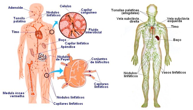 Órgãos linfoides.