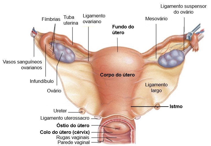 Útero: anatomia externa e ligamentos.