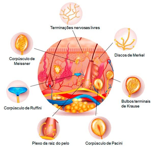 A pele e as sensações cutâneas.