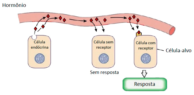Hormônios e células-alvo.