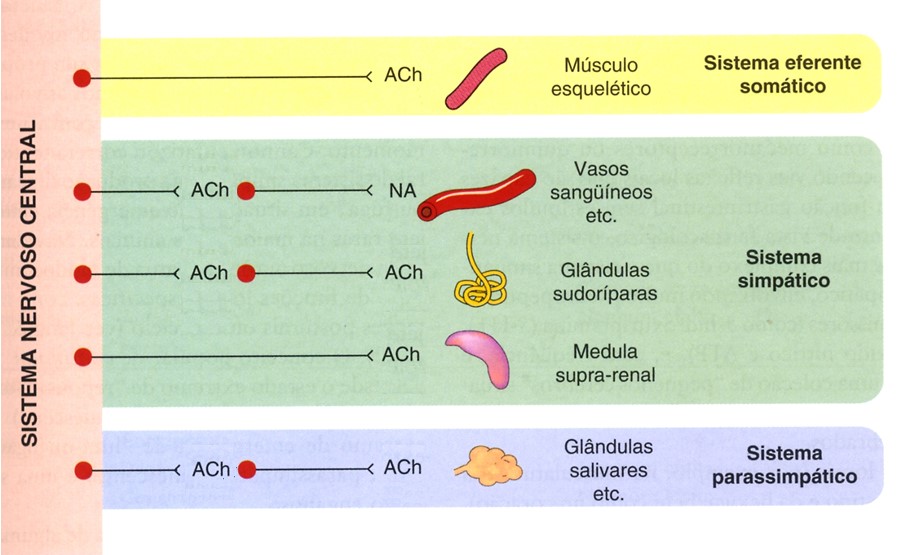 Acetilcolina (ACh) e noradrenalina (NA) como transmissores no SNP.