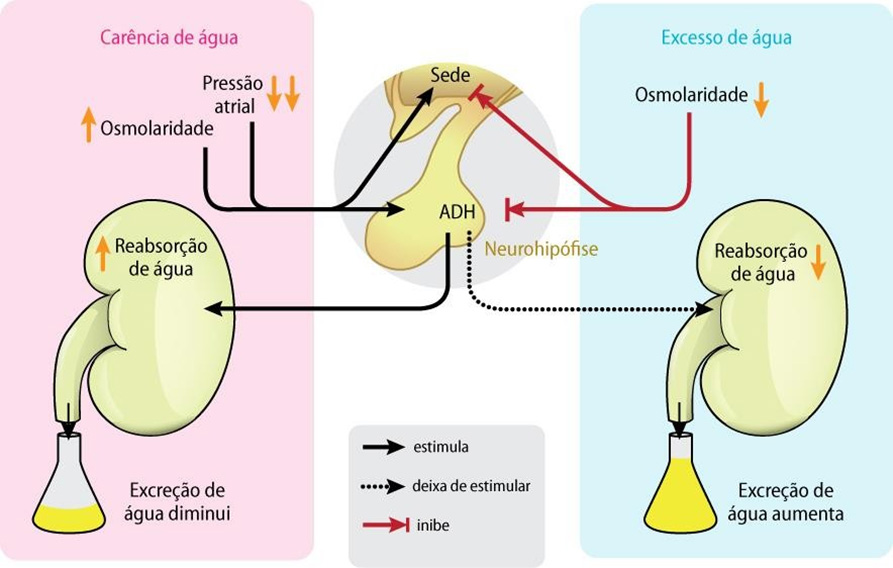 Hormônio antidiurético (ADH).