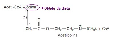 Acetilcolina (ACh).