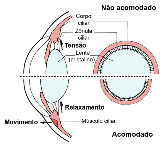 Acomodação visual.