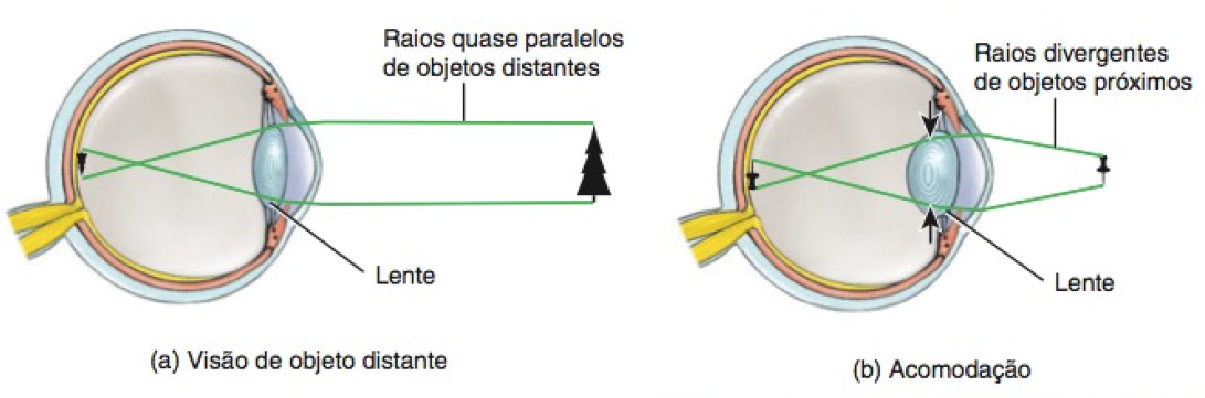 Visão de objetos distantes e acomodação visual.