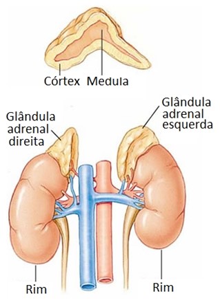 Glândulas adrenais ou suprarrenais.