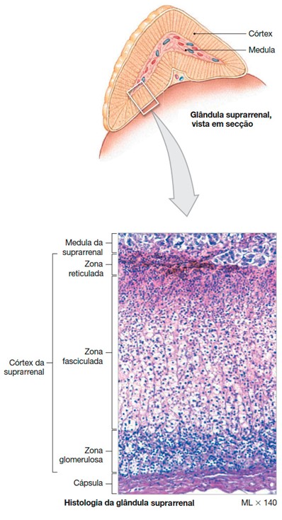 Adrenais: histologia.