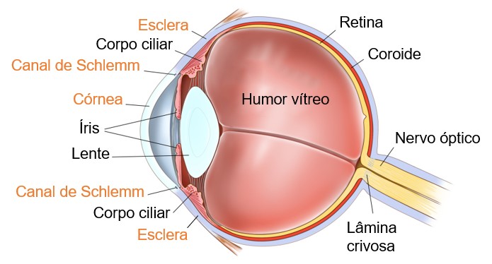 Anatomia do olho: destaque para a camada fibrosa.