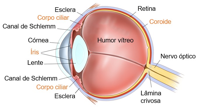 Anatomia do olho: destaque para a camada vascular (úvea).