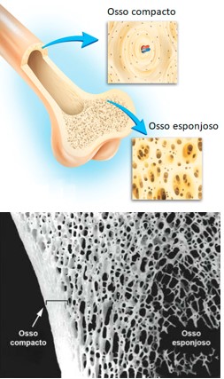 Anatomia do osso.