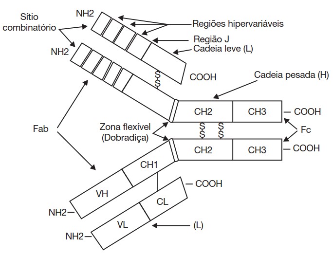 Representação esquemática da estrutura básica da molécula de imunoglobulina (anticorpo). 