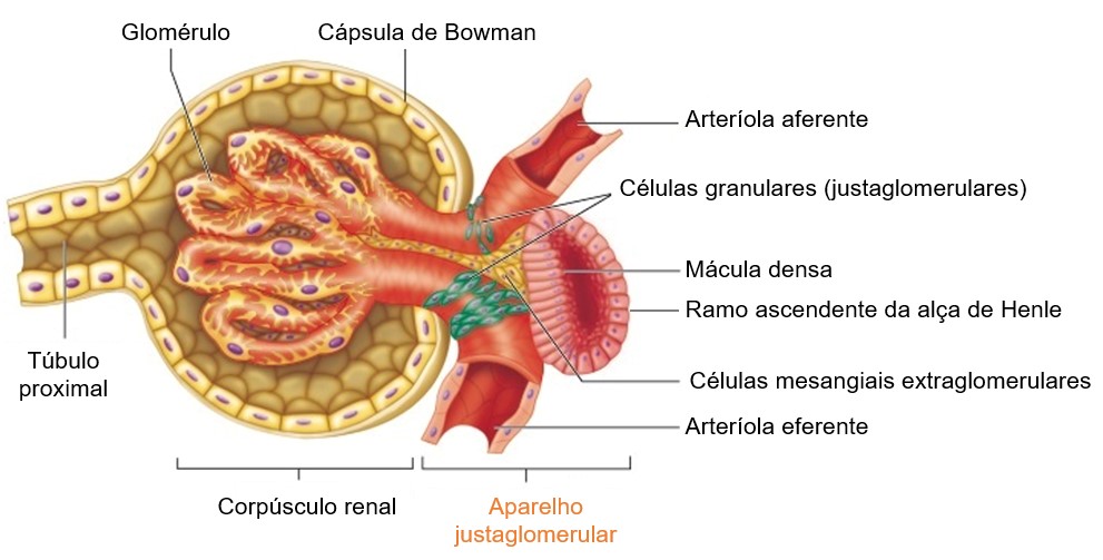 Aparelho justaglomerular.