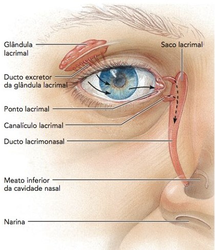 Aparelho lacrimal.