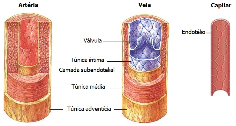Artérias, veias e capilares.