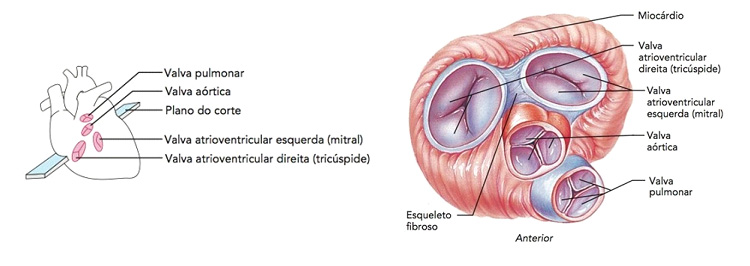 As 4 valvas cardíacas.