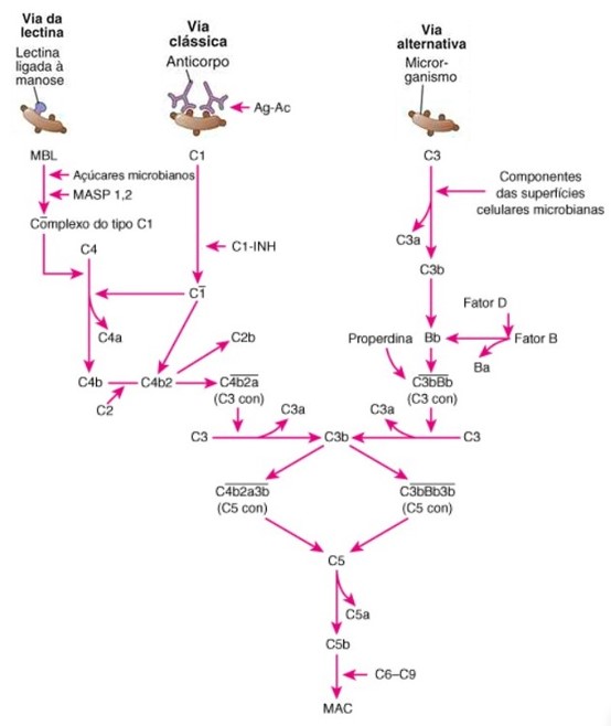 As três vias de ativação do complemento.