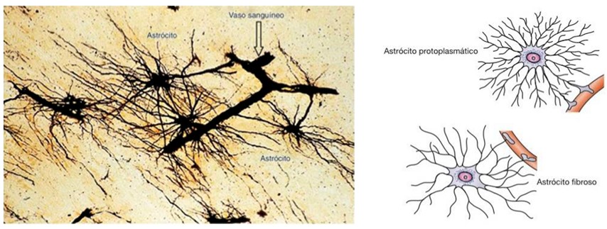 Astrócito.