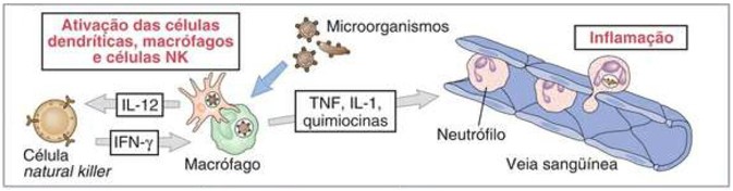 Ativação de células dendríticas, macrófagos e células NK.