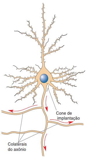 Axônio e colaterais axonais.