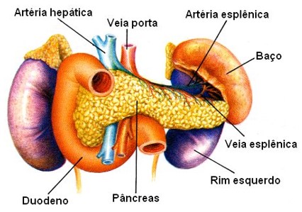 Baço.