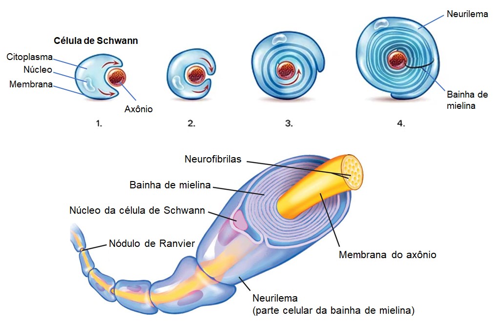 Bainha de mielina.