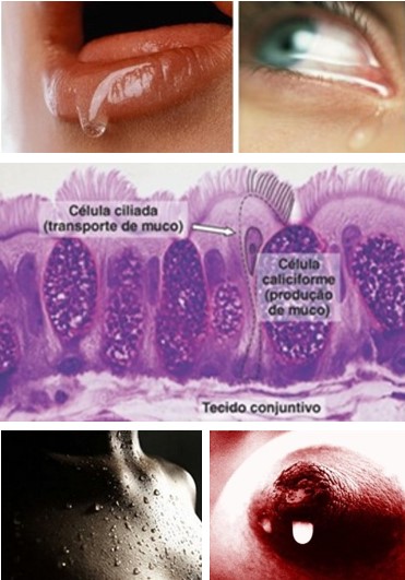 Barreiras naturais físicas e químicas.