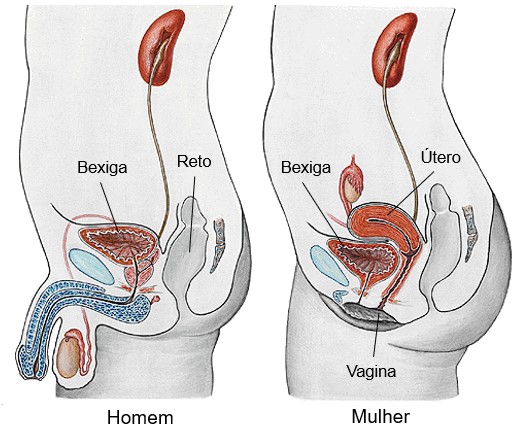 Bexiga: posição anatômica.