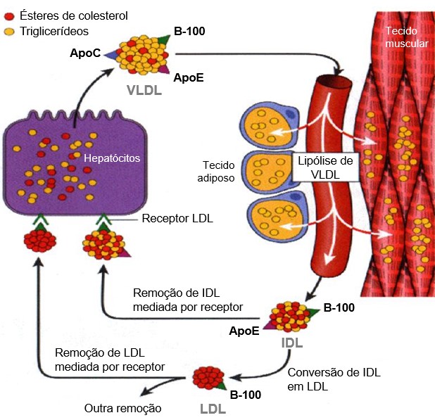 Biossíntese de LDL.