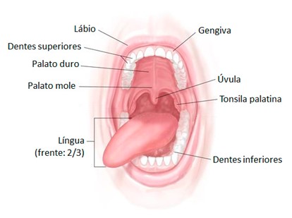 Boca e órgãos acessórios.