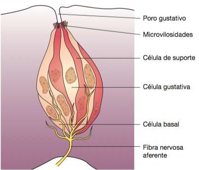 Botão gustativo.