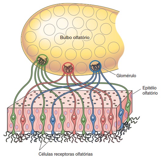 Bulbo olfatório.