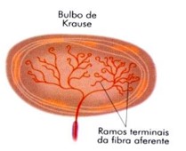 Bulbo terminal de Krause.