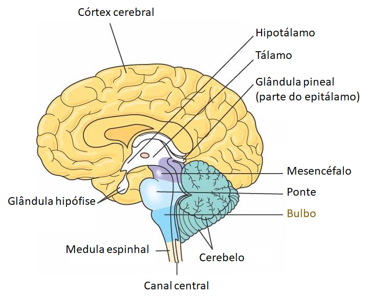 Bulbo (medula oblonga).