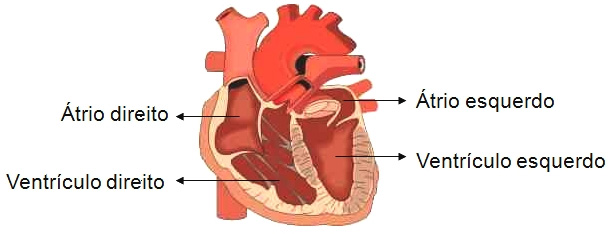 Câmaras cardíacas