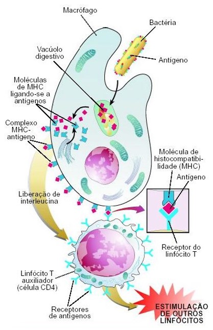 Células apresentadoras de antígenos (APCs).