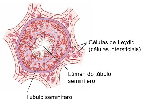 Células de Leydig.