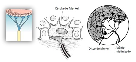 Células e discos de Merkel.