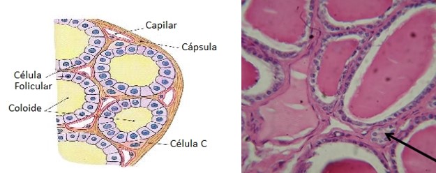Células parafoliculares da tireoide.