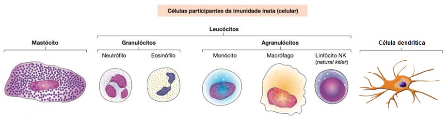 Células participantes da imunidade inata (celular).