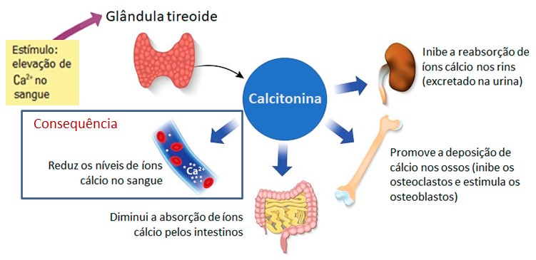 Calcitonina.