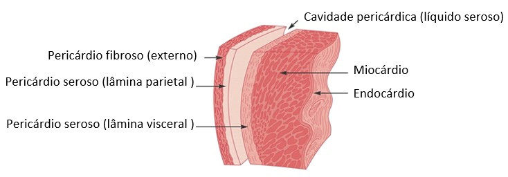 Camadas do coração