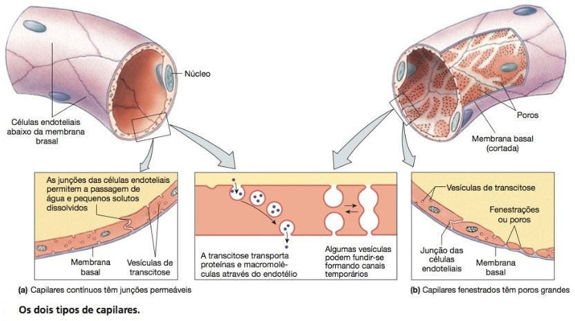 Capilares contínuos e fenestrados.
