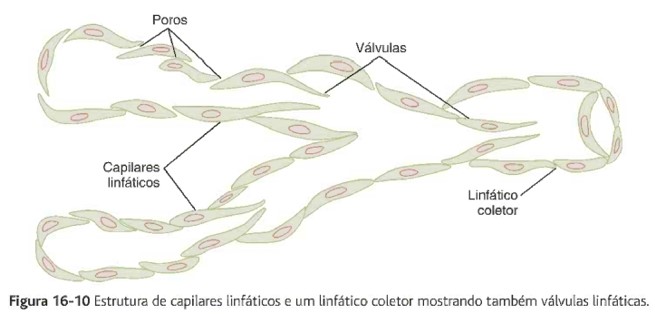 Capilares linfáticos.