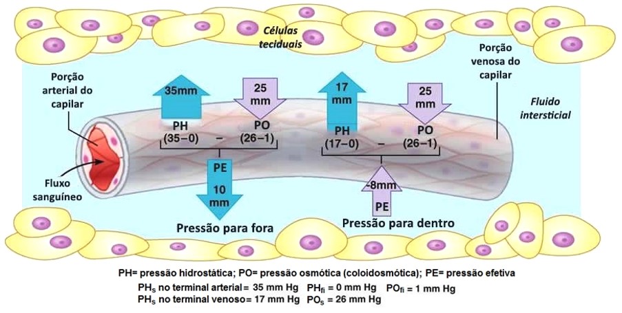 Capilares sanguíneos: pressão osmótica x pressão hidrostática