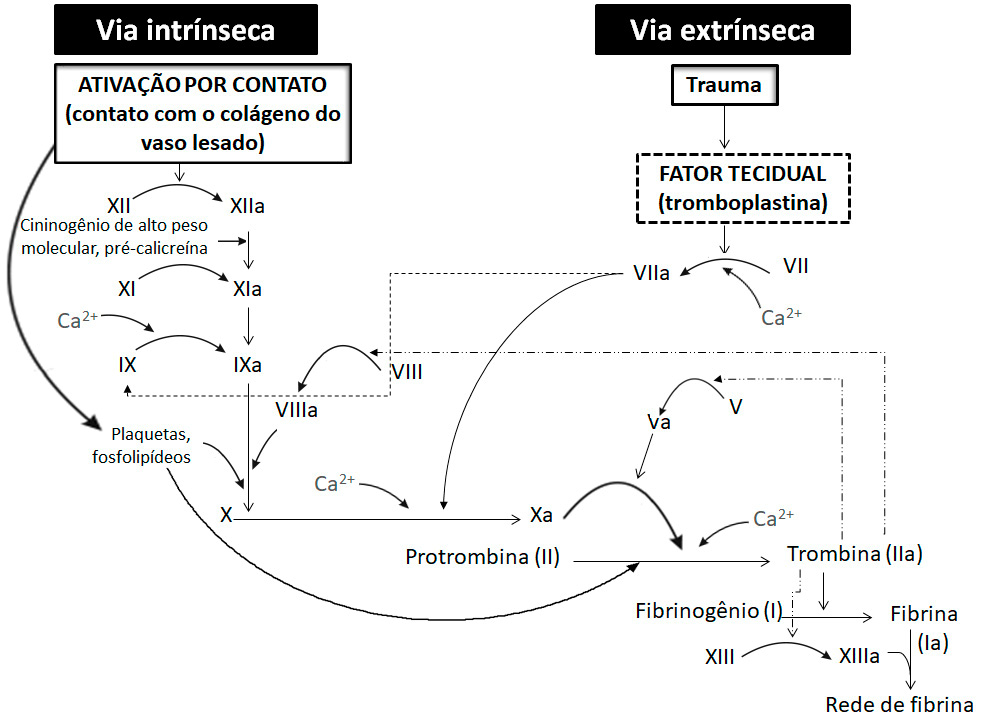 Cascata de coagulação sanguínea.