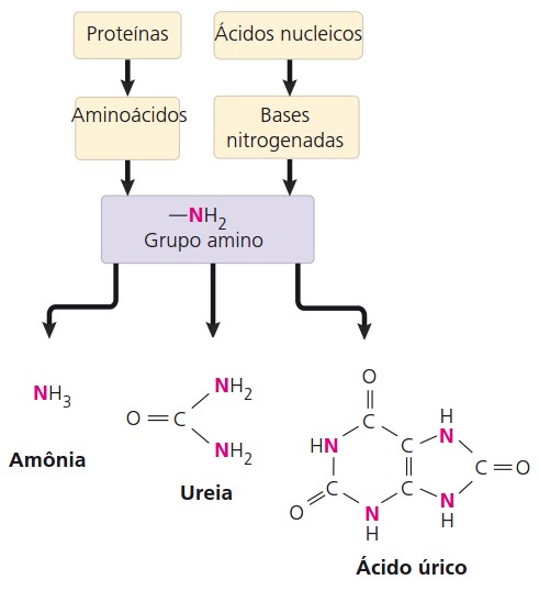 Catabolismo de ácidos nucleicos e aminoácidos e resíduos nitrogenados.