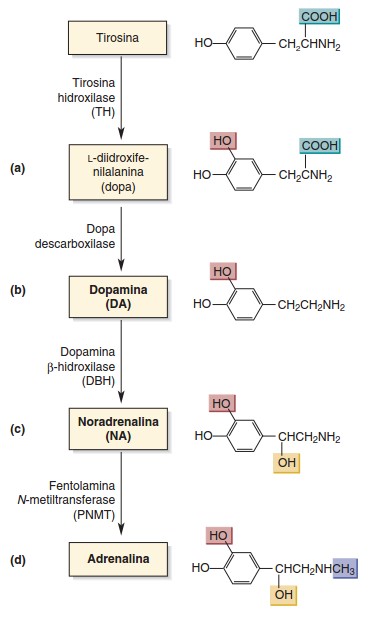 Catecolaminas: síntese.